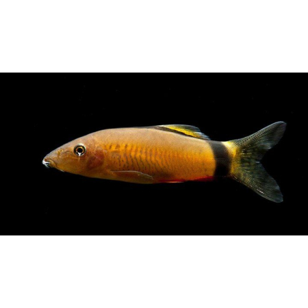 Bocja mysia – Bocja syjamska - Yasuhikotakia morleti